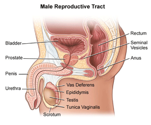 Male Anatomy Frisco TX - Male Anatomy